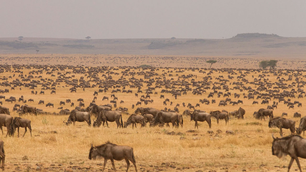 4 Days Serengeti Safari ~ Mid Range