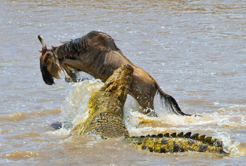 Crocodile-and-wildebeest Crocodile and wildebeest