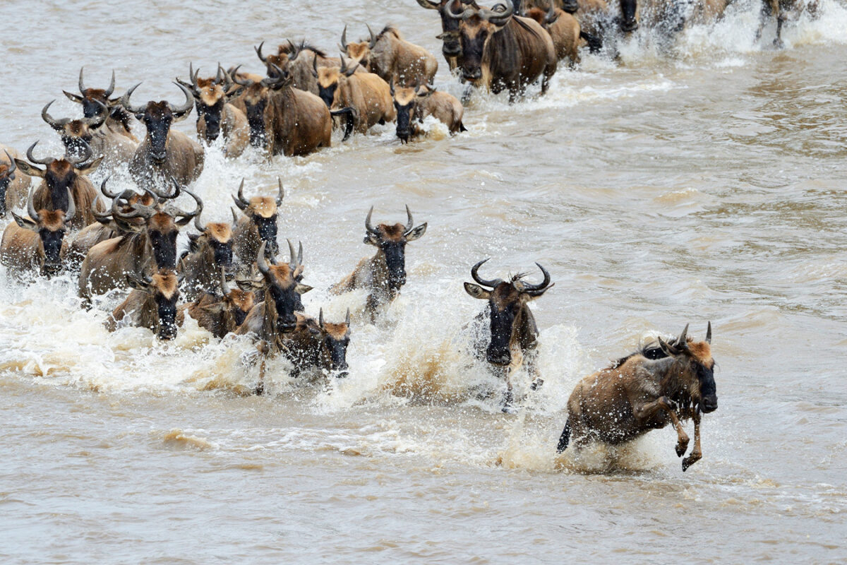 Migration Safaris in the Serengeti