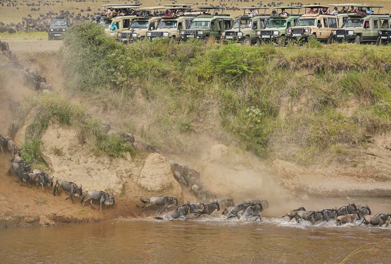 Viewing-the-Migration-from-the-Mara-River Viewing the Migration from the Mara River