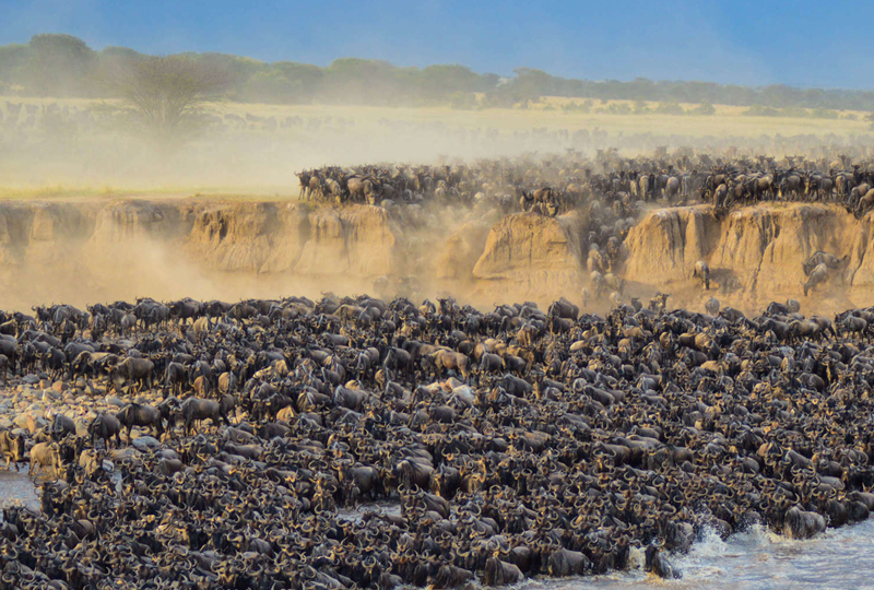 Wildebeest-Migraton-Safaris Wildebeest-Migraton-Safaris